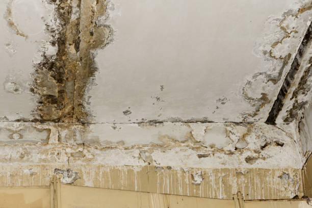 Coplay, PA Mold Inspection, Removal & Remediation Company